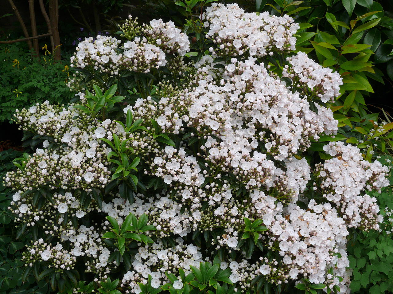 کالمیا لاتیفولیا